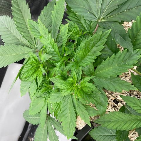 Mimosa Zkittlez Fast - by Killicz growlog timeline photo