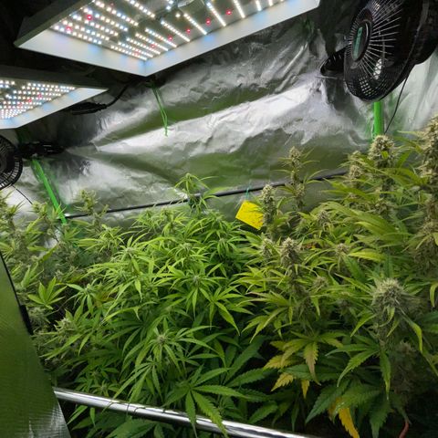 Ganja Runtz Auto - by Killicz growlog timeline photo