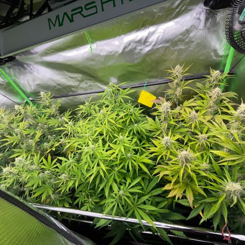 Ganja Runtz Auto - by Killicz growlog timeline photo