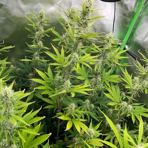 Ganja Runtz Auto - by Killicz growlog timeline photo