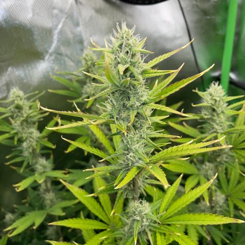 Ganja Runtz Auto - by Killicz growlog timeline photo