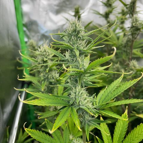 Ganja Runtz Auto - by Killicz growlog timeline photo