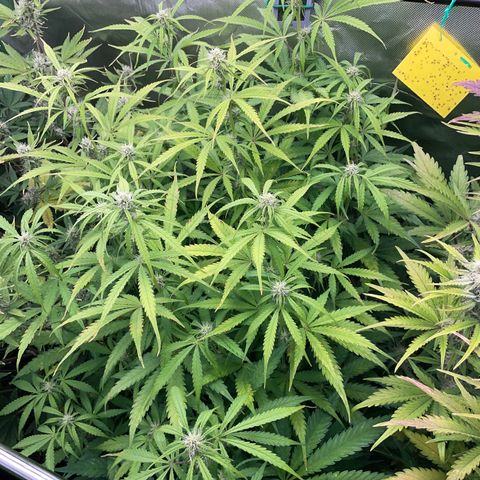 HulkBerry Automatic - by Killicz growlog timeline photo