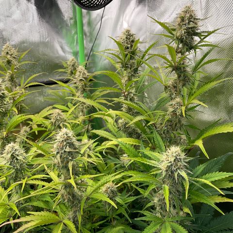 Foto de la cronología del growlog de Papaya Dragon Auto - by Killicz