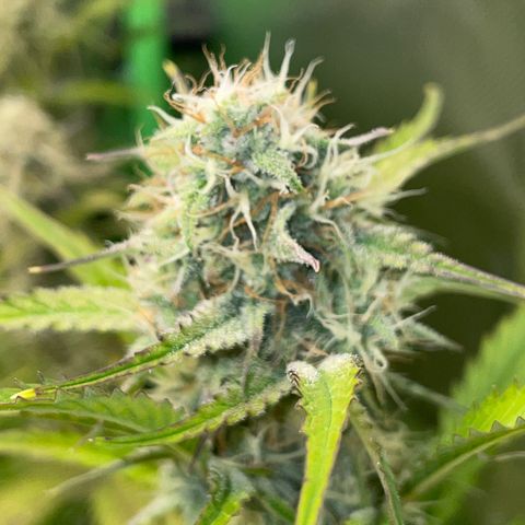 Foto de la cronología del growlog de Papaya Dragon Auto - by Killicz