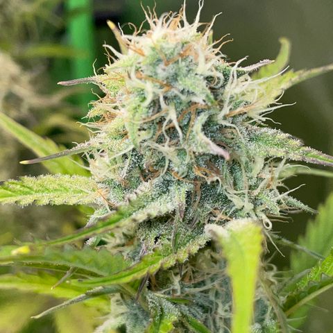 Foto de la cronología del growlog de Papaya Dragon Auto - by Killicz
