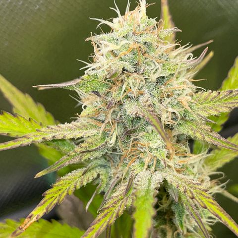 Foto de la cronología del growlog de Papaya Dragon Auto - by Killicz