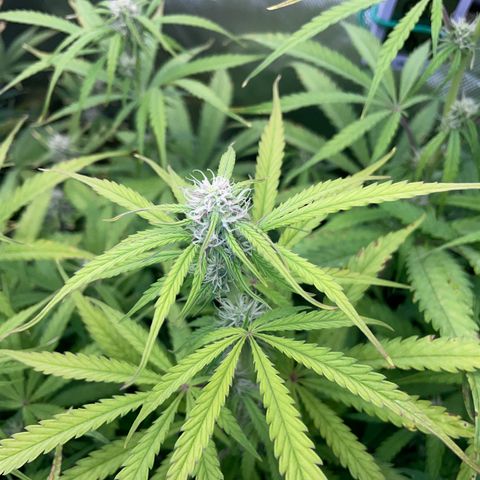 HulkBerry Automatic - by Killicz growlog timeline photo