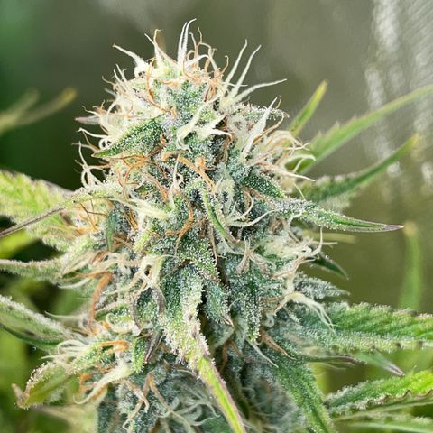 Foto de la cronología del growlog de Papaya Dragon Auto - by Killicz