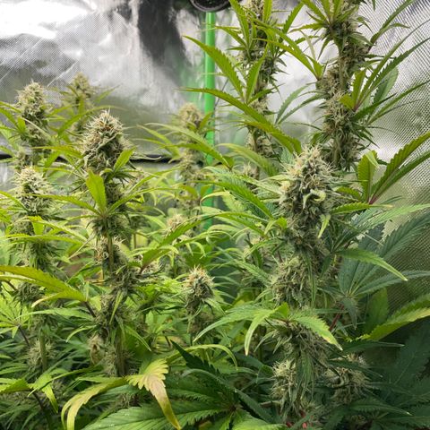 Foto de la cronología del growlog de Papaya Dragon Auto - by Killicz