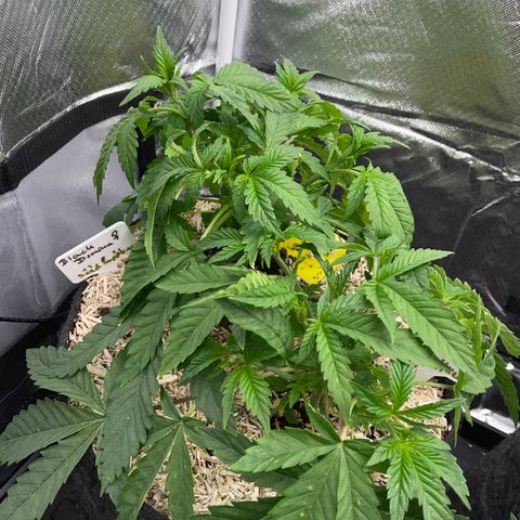 Black Domina - by Killicz growlog timeline photo