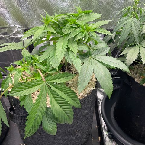 Mimosa Zkittlez Fast - by Killicz growlog timeline photo