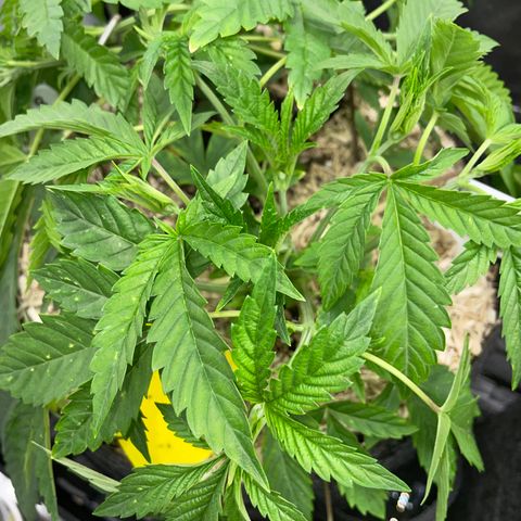 Tropicana Cookies - by Killicz growlog timeline photo