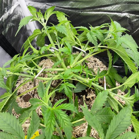 Black Domina - by Killicz growlog timeline photo