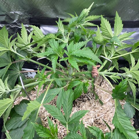 Mimosa Zkittlez Fast - by Killicz growlog timeline photo