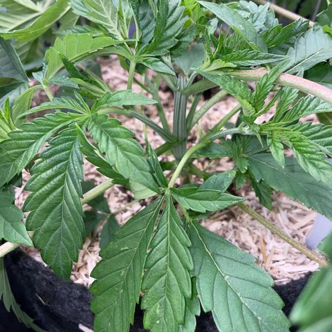 Purple Cookies Fast - by Killicz growlog timeline photo