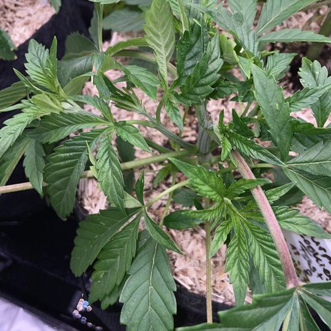 Purple Cookies Fast - by Killicz growlog timeline photo