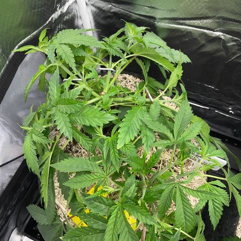 Black Domina - by Killicz growlog timeline photo