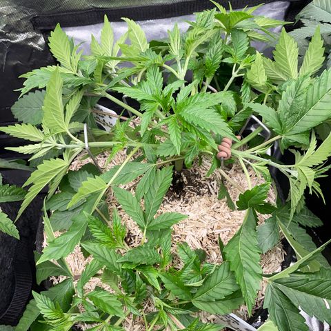 Mimosa Zkittlez Fast - by Killicz growlog timeline photo