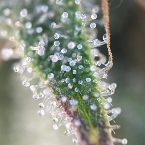 Foto de la cronología del growlog de Papaya Dragon Auto - by Killicz