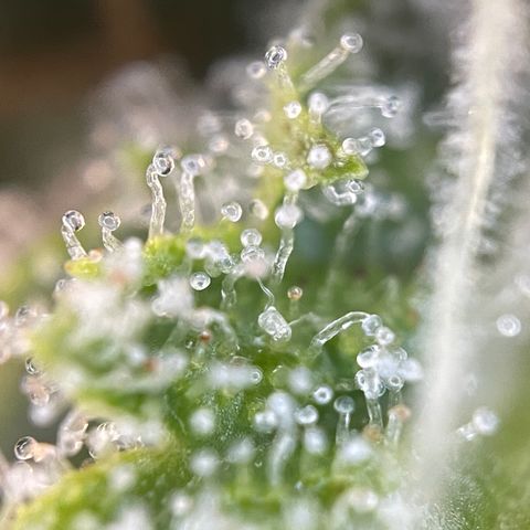 Foto de la cronología del growlog de Papaya Dragon Auto - by Killicz