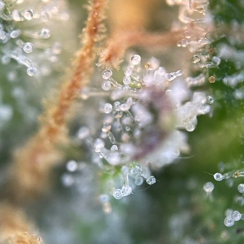 Foto de la cronología del growlog de Papaya Dragon Auto - by Killicz