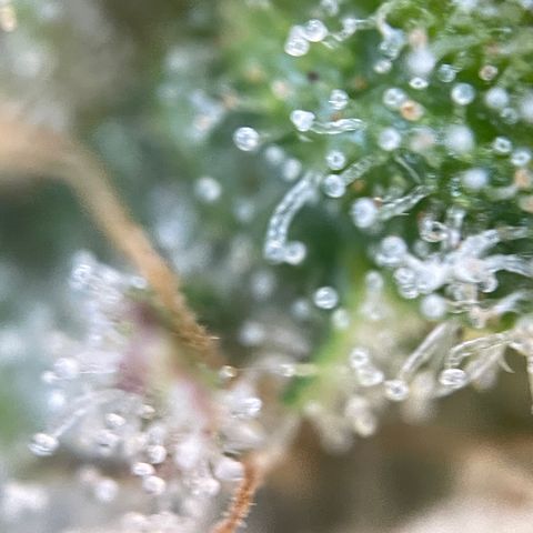 Foto de la cronología del growlog de Papaya Dragon Auto - by Killicz
