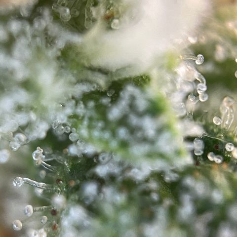 Foto de la cronología del growlog de Papaya Dragon Auto - by Killicz