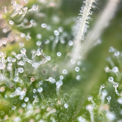 Foto de la cronología del growlog de Papaya Dragon Auto - by Killicz