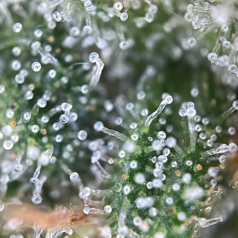 Foto de la cronología del growlog de Papaya Dragon Auto - by Killicz