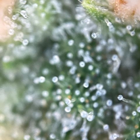 Foto de la cronología del growlog de Papaya Dragon Auto - by Killicz