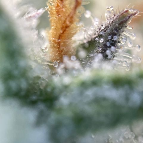 Foto de la cronología del growlog de Papaya Dragon Auto - by Killicz
