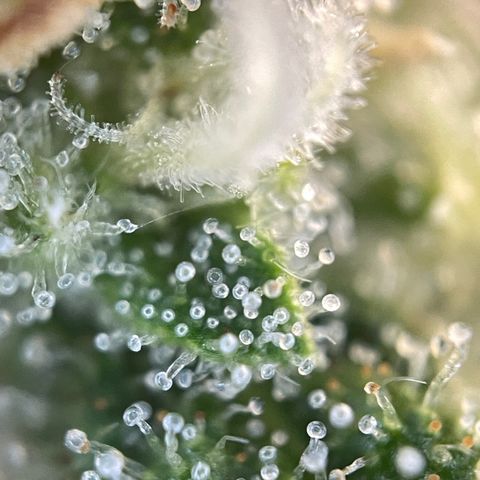 Foto de la cronología del growlog de Papaya Dragon Auto - by Killicz