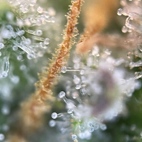 Foto de la cronología del growlog de Papaya Dragon Auto - by Killicz