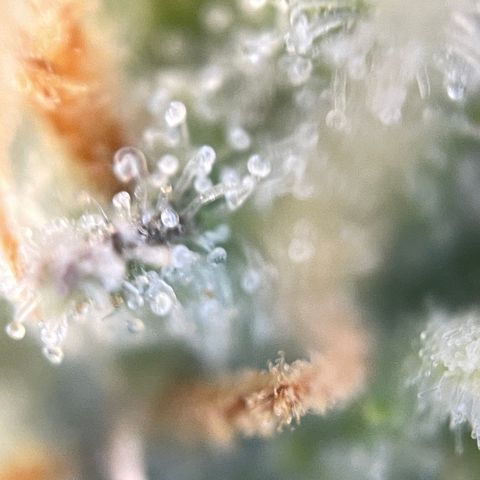 Foto de la cronología del growlog de Papaya Dragon Auto - by Killicz