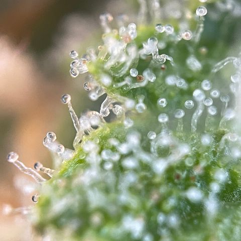 Foto de la cronología del growlog de Papaya Dragon Auto - by Killicz