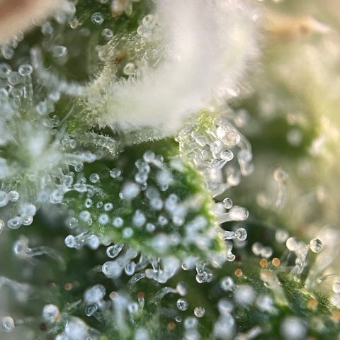 Foto de la cronología del growlog de Papaya Dragon Auto - by Killicz
