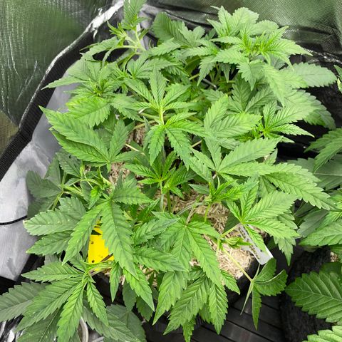 Black Domina - by Killicz growlog timeline photo