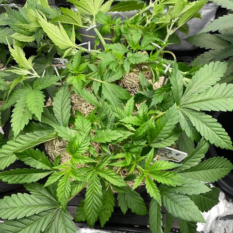 Mimosa Zkittlez Fast - by Killicz growlog timeline photo
