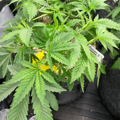 Tropicana Cookies - by Killicz growlog timeline photo