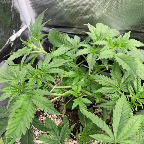 Black Domina - by Killicz growlog timeline photo