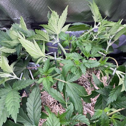 Mimosa Zkittlez Fast - by Killicz growlog timeline photo