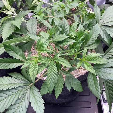 Purple Cookies Fast - by Killicz growlog timeline photo