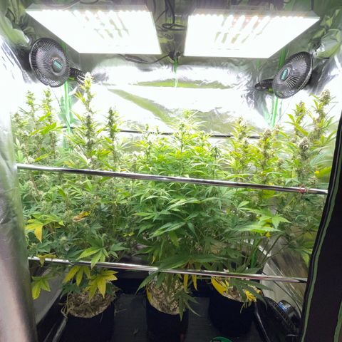 Ganja Runtz Auto - by Killicz growlog timeline photo