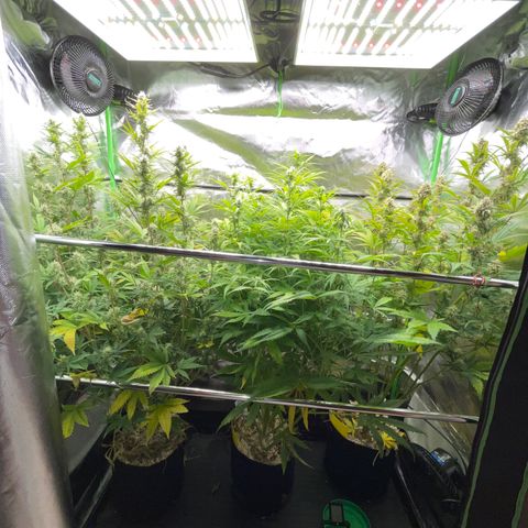 Ganja Runtz Auto - by Killicz growlog timeline photo