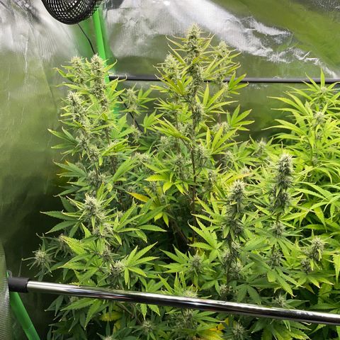 Ganja Runtz Auto - by Killicz growlog timeline photo