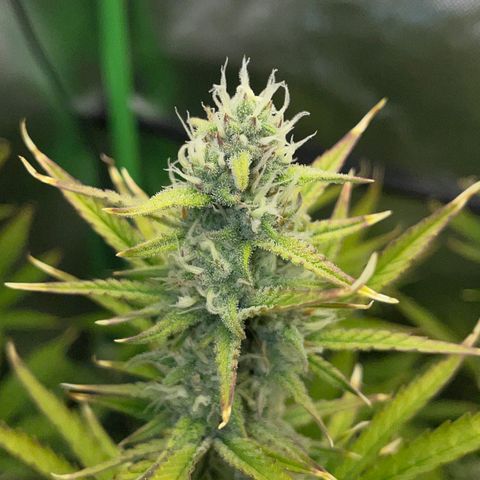 Ganja Runtz Auto - by Killicz growlog timeline photo