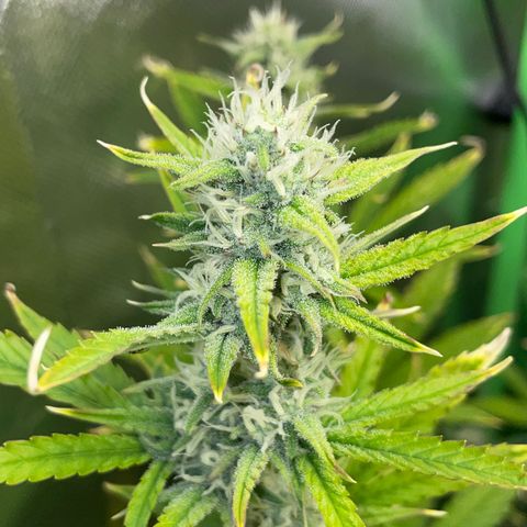 Ganja Runtz Auto - by Killicz growlog timeline photo