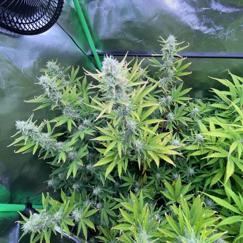 Ganja Runtz Auto - by Killicz growlog timeline photo