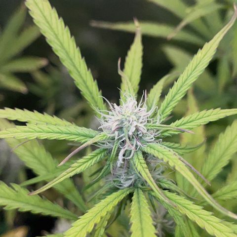 HulkBerry Automatic - by Killicz growlog timeline photo